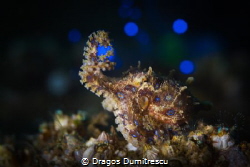 Blue Ring Octopus playin' ball. Blue Ball. by Dragos Dumitrescu 